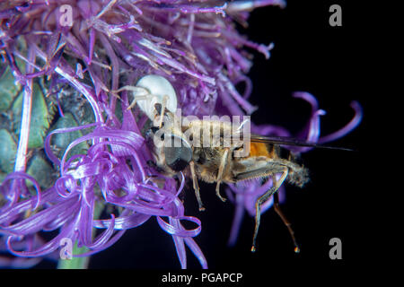 White crab Spider auf einer Distel mit Beute Stockfoto