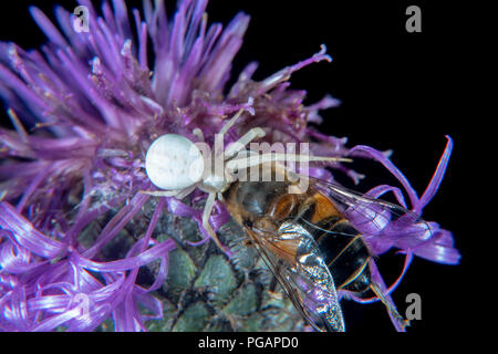 White crab Spider auf einer Distel mit Beute Stockfoto