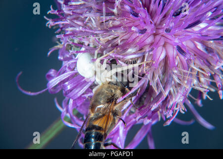 White crab Spider auf einer Distel mit Beute Stockfoto