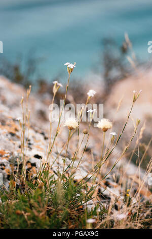 Büschel Gras und kleinen Wildblumen vor der Küste Felsen und Meer Wasser wachsen, geschossen mit Copyspace Stockfoto