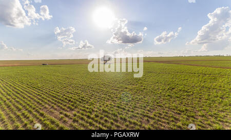 Zuckerrohrplantage Feld Luftbild mit Sonnenlicht. Landwirtschaft Industrie. Stockfoto