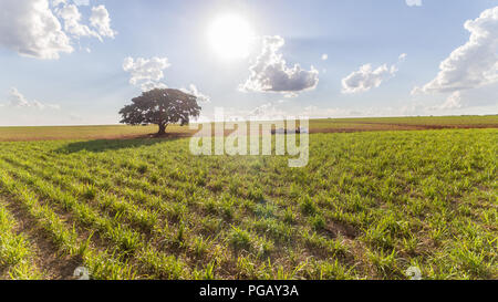 Zuckerrohrplantage Feld Luftbild mit Sonnenlicht. Landwirtschaft Industrie. Stockfoto