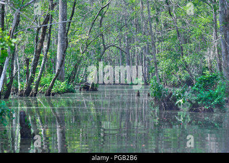 Schöne Kahle Zypressen Sumpf in North Carolina Usa - Baum Reflexion in ruhigen Brackwasser - shalotte Fluss Stockfoto