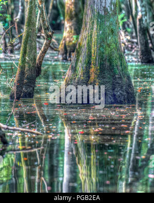 Schöne Kahle Zypressen Sumpf in North Carolina Usa - Baum Reflexion in ruhigen Brackwasser - shalotte Fluss Stockfoto