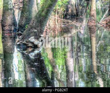 Schöne Kahle Zypressen Sumpf in North Carolina Usa - Baum Reflexion in ruhigen Brackwasser - shalotte Fluss Stockfoto