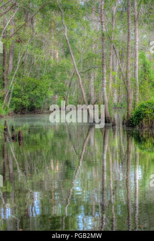 Schöne Kahle Zypressen Sumpf in North Carolina Usa - Baum Reflexion in ruhigen Brackwasser - shalotte Fluss Stockfoto