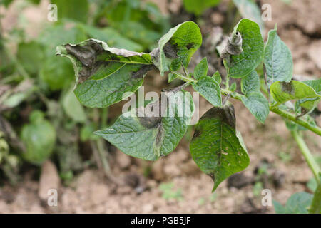 Kartoffel Kraut- und Knollenfäule Symptom auf Blätter Stockfoto