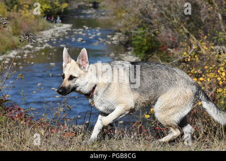 Deutscher Schäferhund Stockfoto