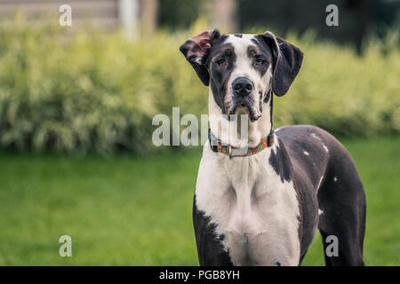 Große schwarze und weiße Dogge starrte auf Kamera. Stockfoto