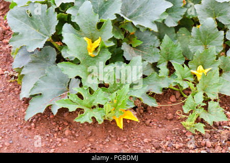 Gen Squash Anlage im gemüsebeet am frühen Morgen Stockfoto