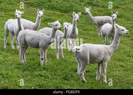 Herde von Alpakas auf der Weide, Hornindal, Sogn og Fjordane, Norwegen. Stockfoto