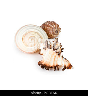 Muscheln, die isoliert auf weißem Hintergrund Stockfoto
