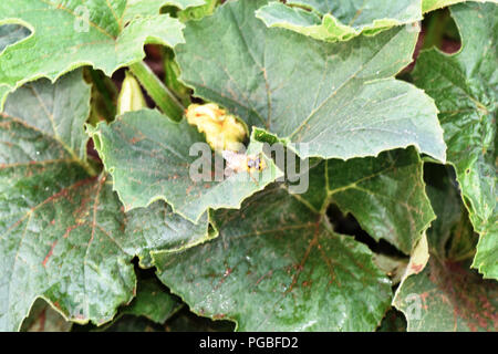 Gen Squash Anlage im gemüsebeet am frühen Morgen Stockfoto