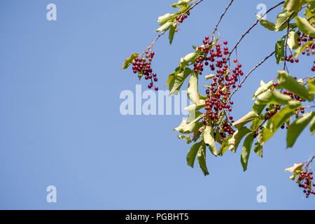 Red Cherry Beeren auf einem Zweig vor blauem Himmel Hintergrund Stockfoto