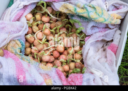 Nass- und dicken grünen Erbsensamen, Vorbereitung für das Einpflanzen Stockfoto