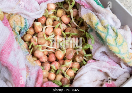 Nass- und dicken grünen Erbsensamen, Vorbereitung für das Einpflanzen Stockfoto