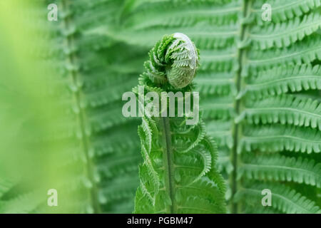 Junge grüne Triebe von Farnen, Deutsch. Waldlichtung. Grün locken. Close Up. Unscharfer Hintergrund Stockfoto