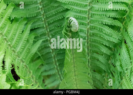 Junge grüne Triebe von Farnen, Deutsch. Waldlichtung. Grün locken. Close Up. Unscharfer Hintergrund Stockfoto