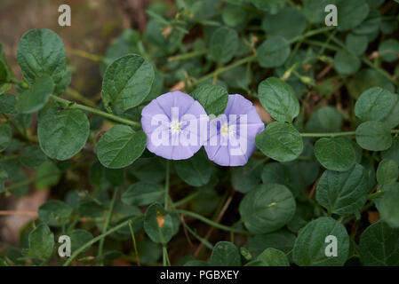 Convolvulus sabatius Stockfoto