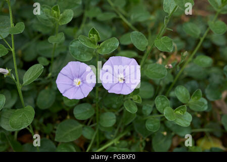 Convolvulus sabatius Stockfoto