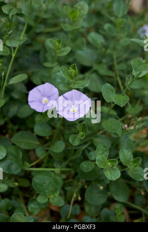 Convolvulus sabatius Stockfoto