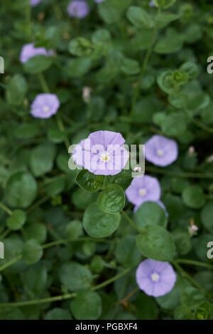 Convolvulus sabatius Stockfoto