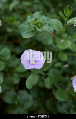 Convolvulus sabatius Stockfoto