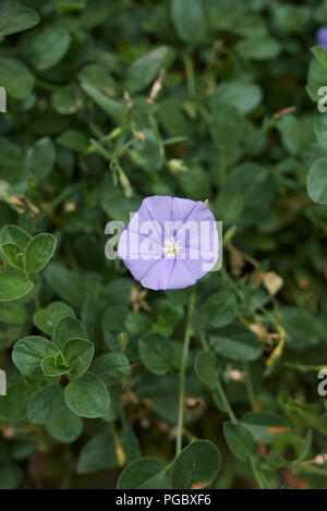 Convolvulus sabatius Stockfoto