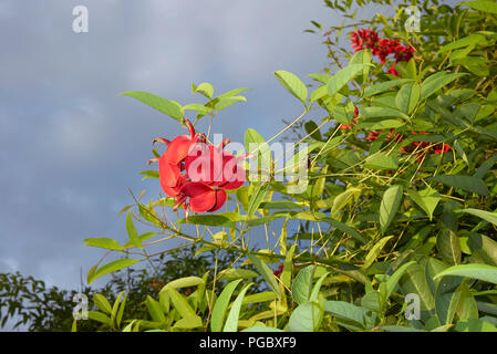 Erythrina crista-Galli rote Blumen Stockfoto