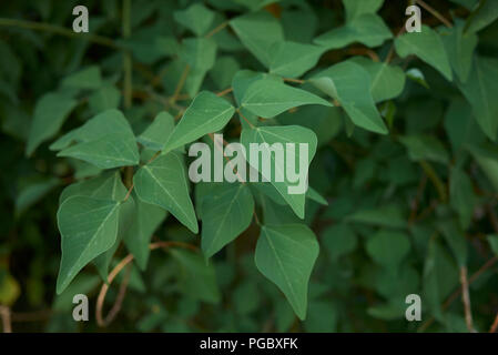 Erythrina herbacea Stockfoto