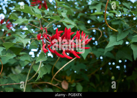 Erythrina herbacea Stockfoto