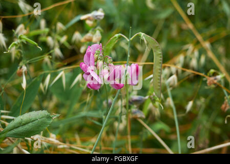 Lathyrus sylvestris Stockfoto