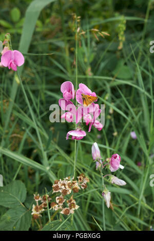 Lathyrus sylvestris Stockfoto