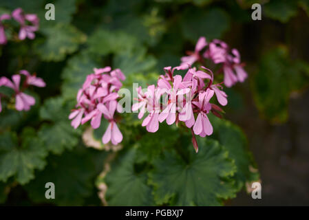 Pelargonium zonale Stockfoto