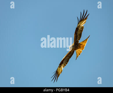 Red Kites Kreis über Heu Feld in Pant-Y-Dwr, auf der Suche nach feldmäusen, etc. Durch die Traktoren bayling Heu gestört. Stockfoto