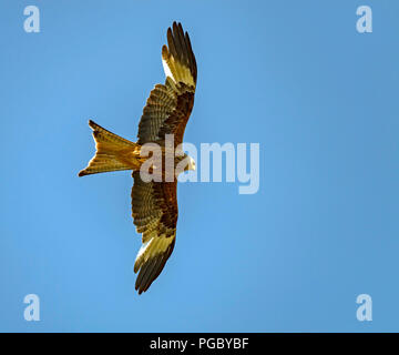 Red Kites Kreis über Heu Feld in Pant-Y-Dwr, auf der Suche nach feldmäusen, etc. Durch die Traktoren bayling Heu gestört. Stockfoto