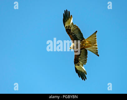 Red Kites Kreis über Heu Feld in Pant-Y-Dwr, auf der Suche nach feldmäusen, etc. Durch die Traktoren bayling Heu gestört. Stockfoto