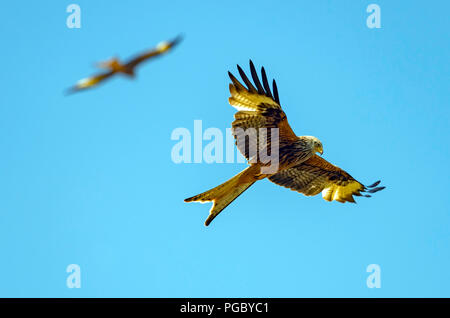 Red Kites Kreis über Heu Feld in Pant-Y-Dwr, auf der Suche nach feldmäusen, etc. Durch die Traktoren bayling Heu gestört. Stockfoto