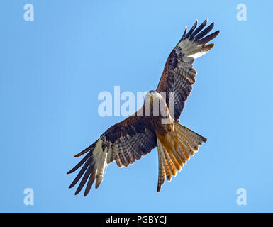 Red Kites Kreis über Heu Feld in Pant-Y-Dwr, auf der Suche nach feldmäusen, etc. Durch die Traktoren bayling Heu gestört. Stockfoto