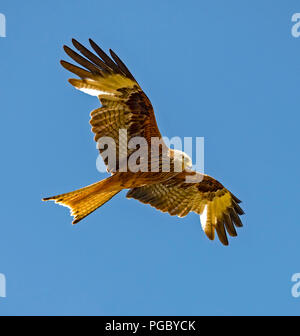 Red Kites Kreis über Heu Feld in Pant-Y-Dwr, auf der Suche nach feldmäusen, etc. Durch die Traktoren bayling Heu gestört. Stockfoto