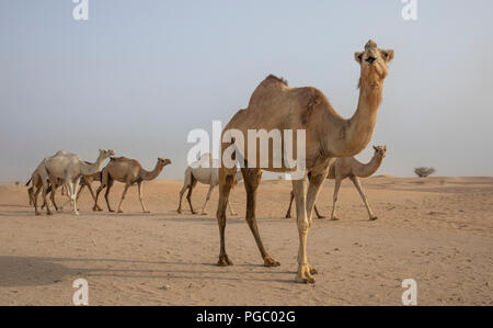 Kamele in der Wüste in der Nähe von Dubai Stockfoto