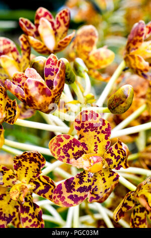 Singapur Orchideen Arten Stockfoto
