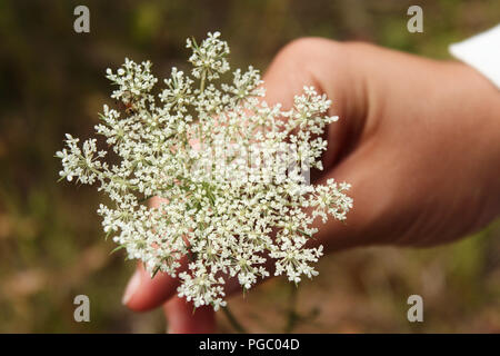 Weibliche Hand, die eine weiße Queen Anne's Lace Blume im Wald Stockfoto