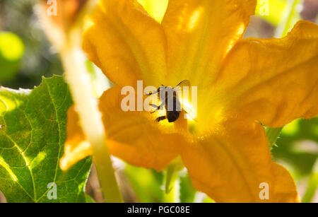 Bee Pollen sammeln von einem grossen gelben Blume von der Glut der Sonne Silhouette Stockfoto