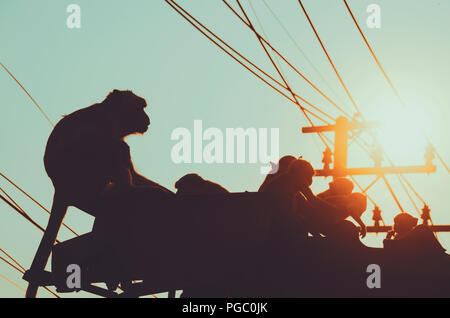 Gruppe von Affen auf die Dächer in der Stadt Umgebung regelmäßige tägliche Szene, in der Nähe von Lopburi, Thailand Stockfoto