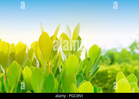 Pflanze wachsen in der Natur grün Outdoor Stockfoto
