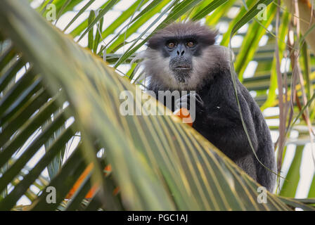 Purple-faced Blatt Monkey - Trachypithecus vetulus, schöne Langur aus asiatischen Wälder und Forsten, Sri Lanka. Stockfoto