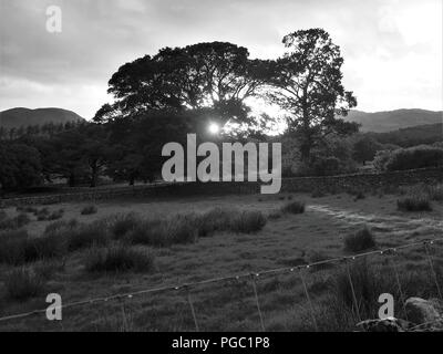 Sonne hinter Bäumen bei Lanthwaite Grün, Buttermere Tal, Nationalpark Lake District, Cumbria, England, Vereinigtes Königreich Stockfoto