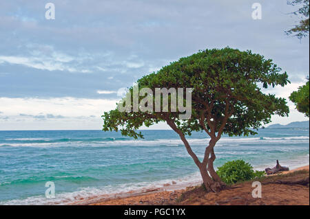 Diese Monkeypod Baum ist an der Ostküste von Kauai in der Abend Stockfoto