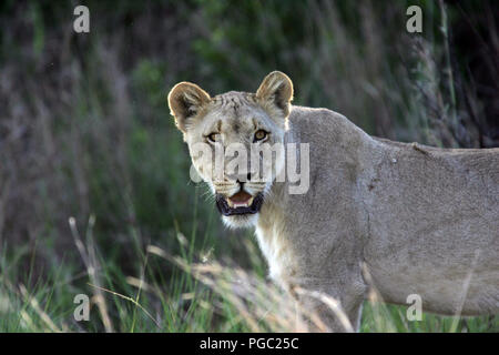 Löwen in Südafrika Stockfoto